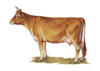 джесирийская молочная корова