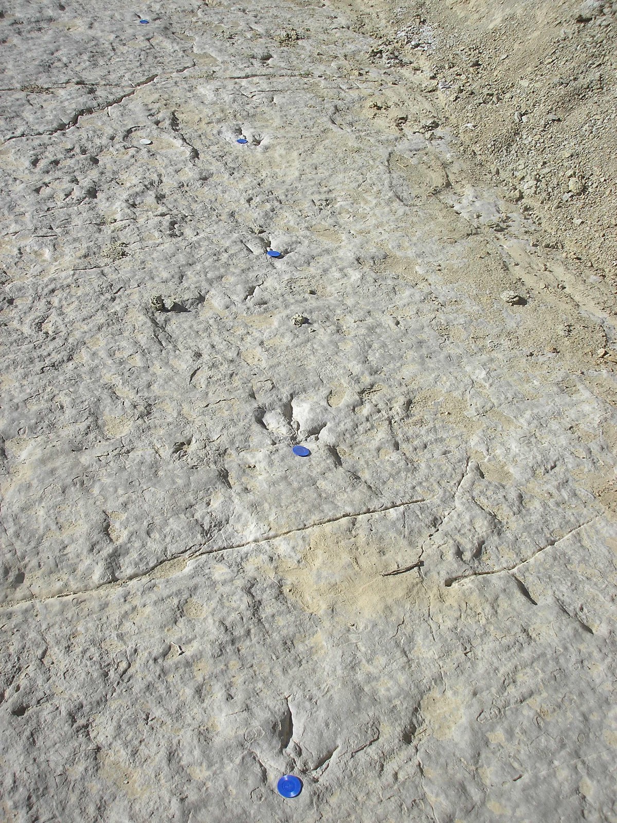 fossilized dinosaur footprints