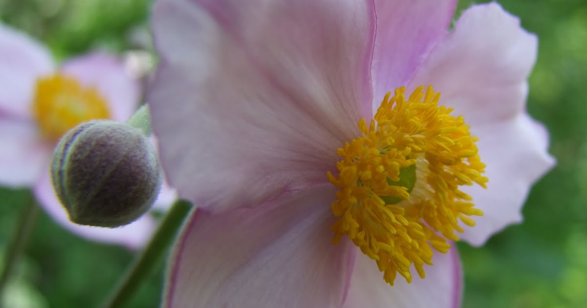 Kerria Japanese Thornless Rose Or Yellow Rose Of Texas
