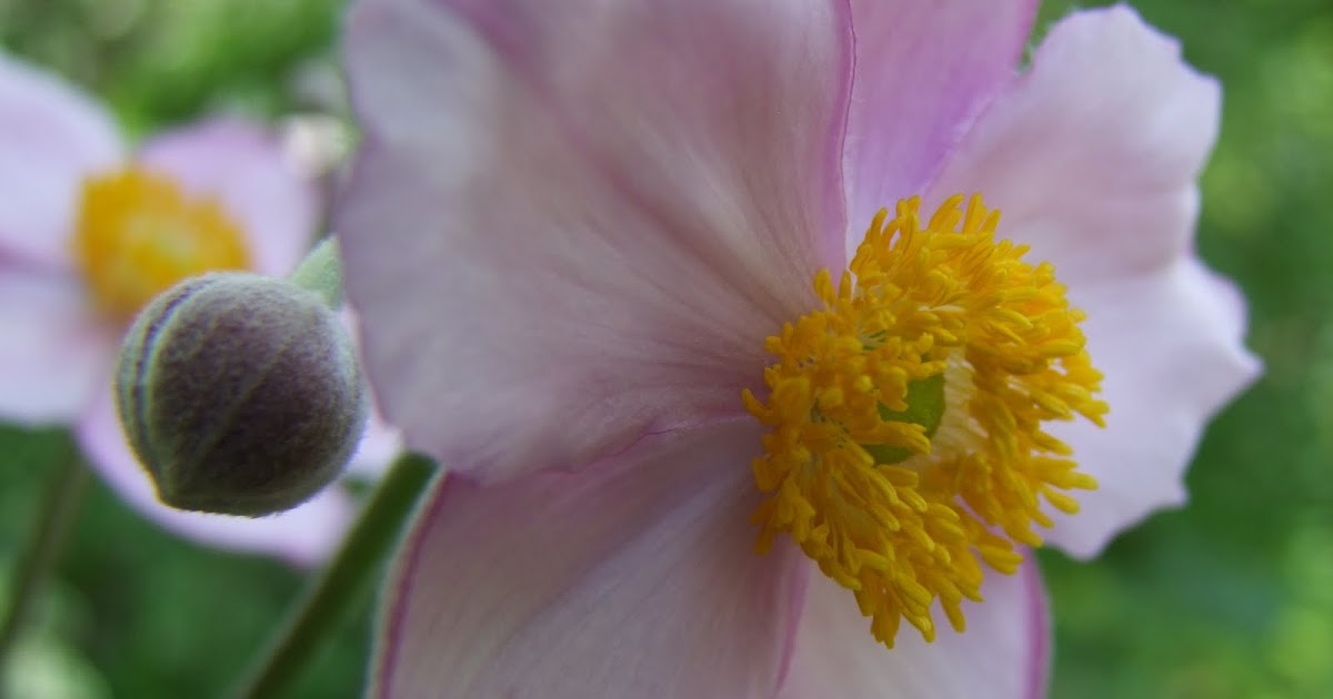 Snappy S Gardens Blog Japanese Yellow Rose