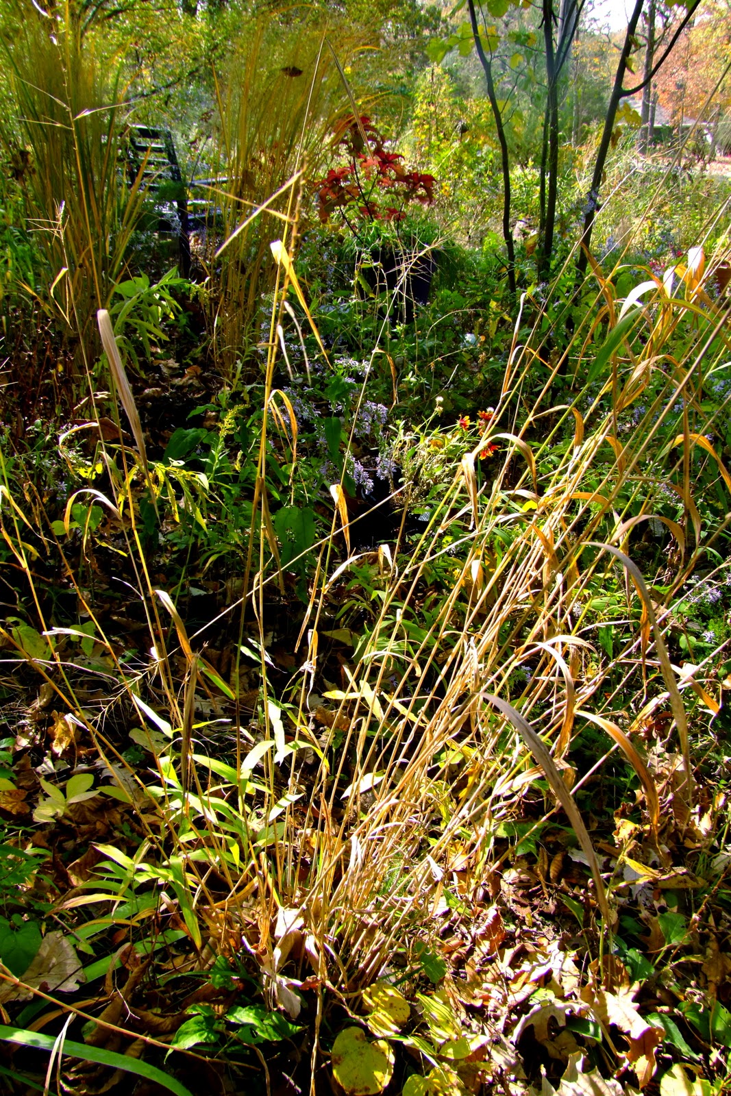clay and limestone: Garden Reflections