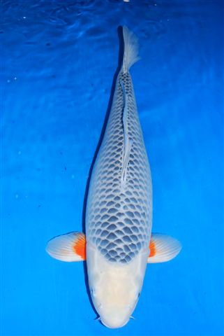 best-koi-pond-japan-4.jpg