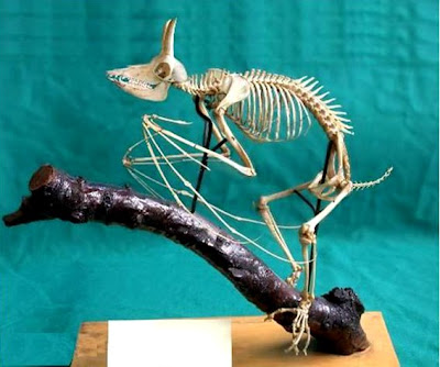 Página de Stiven: RESTOS PRHISTORICOS MUY EXTRAÑOS