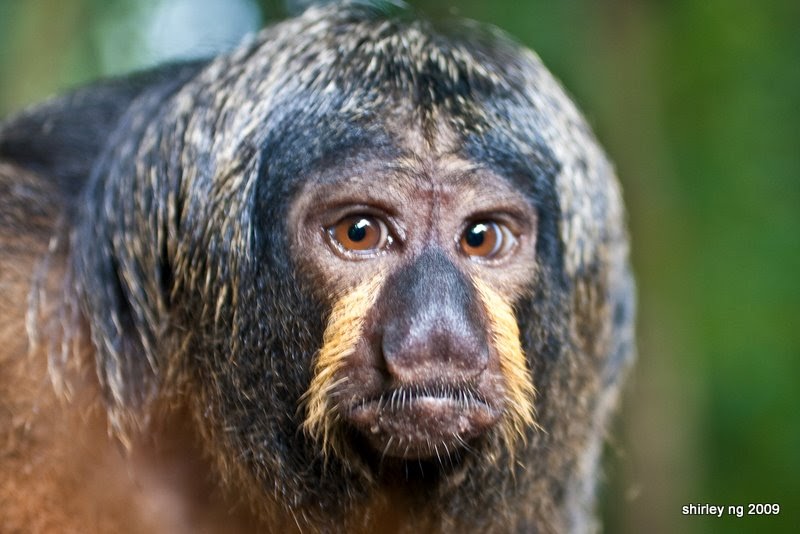 Life's Indulgences: A Frowning Monkey