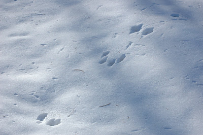 Autumn in New Hampshire: Interesting Animal Tracks in the Snow