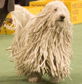 http://4.bp.blogspot.com/_aIkrr_2Qfyg/SPLw3na1whI/AAAAAAAAATw/W-HtEuDrkmo/s320/komondor-dog.jpg