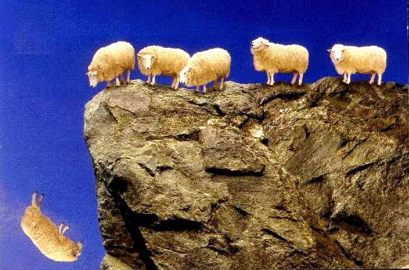 running sheep danger running sheep danger