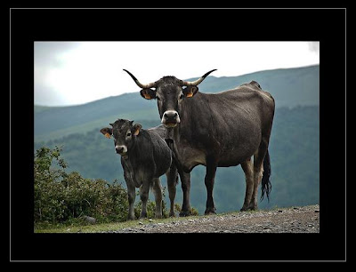 Vaquitas tudanca , raza pura sangre Vaquitas tudanca , raza pura sangre