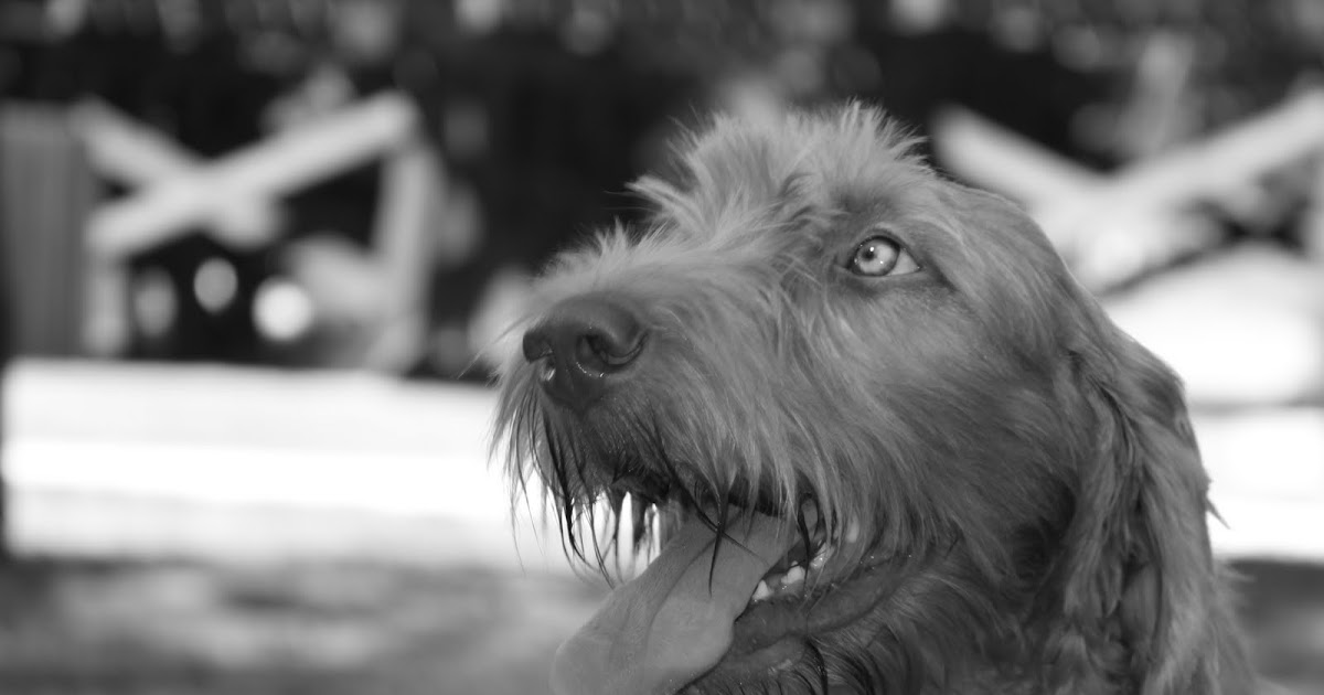 Reinventing Eden Wirehaired Hungarian Vizslas