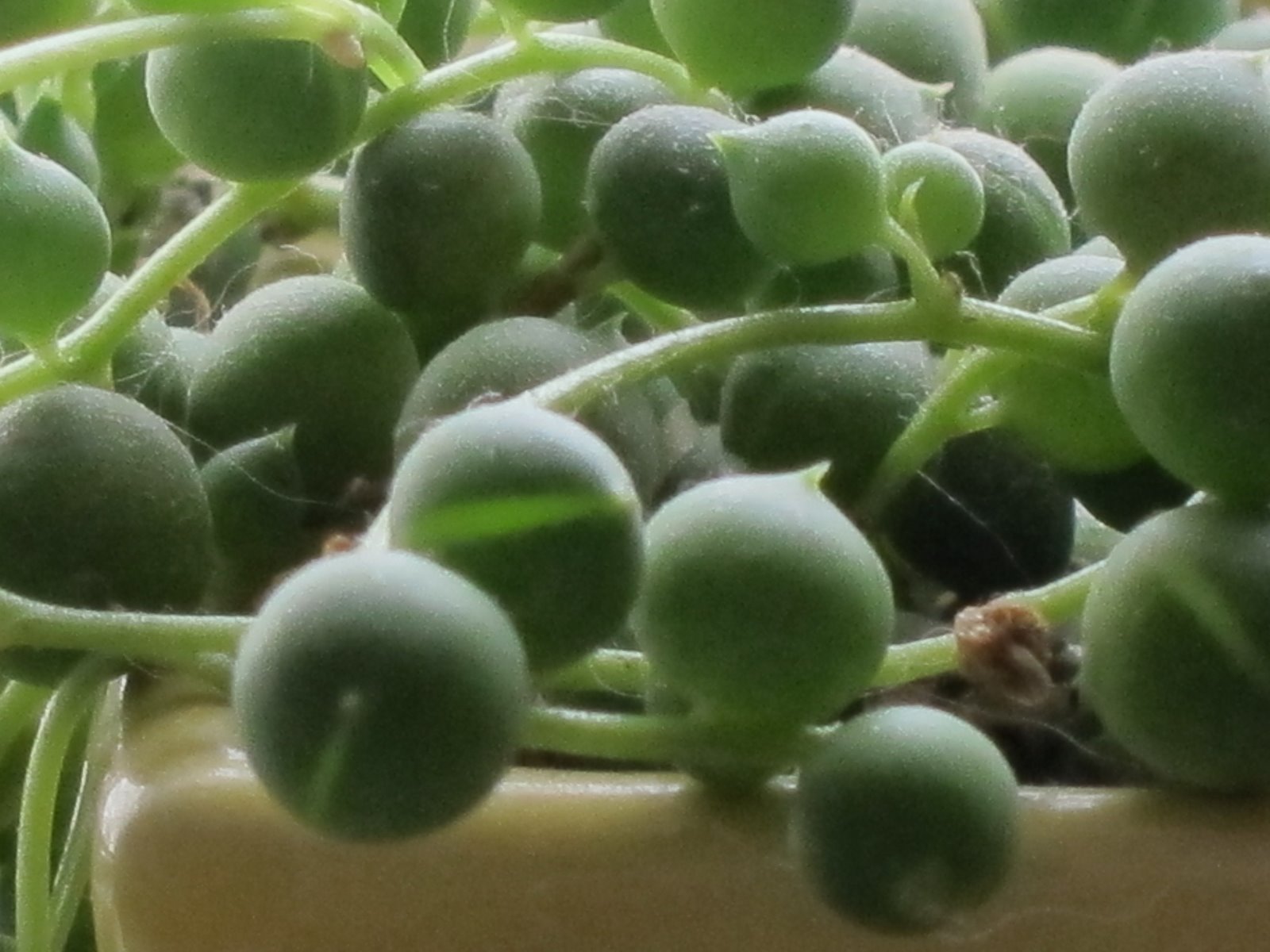 My Iowa Garden String of Pearls or Rosary Plant