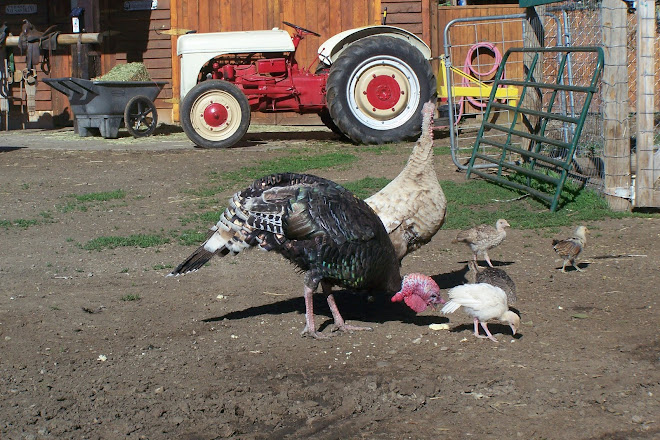 Even Daddy Turkey helps take care of the young.