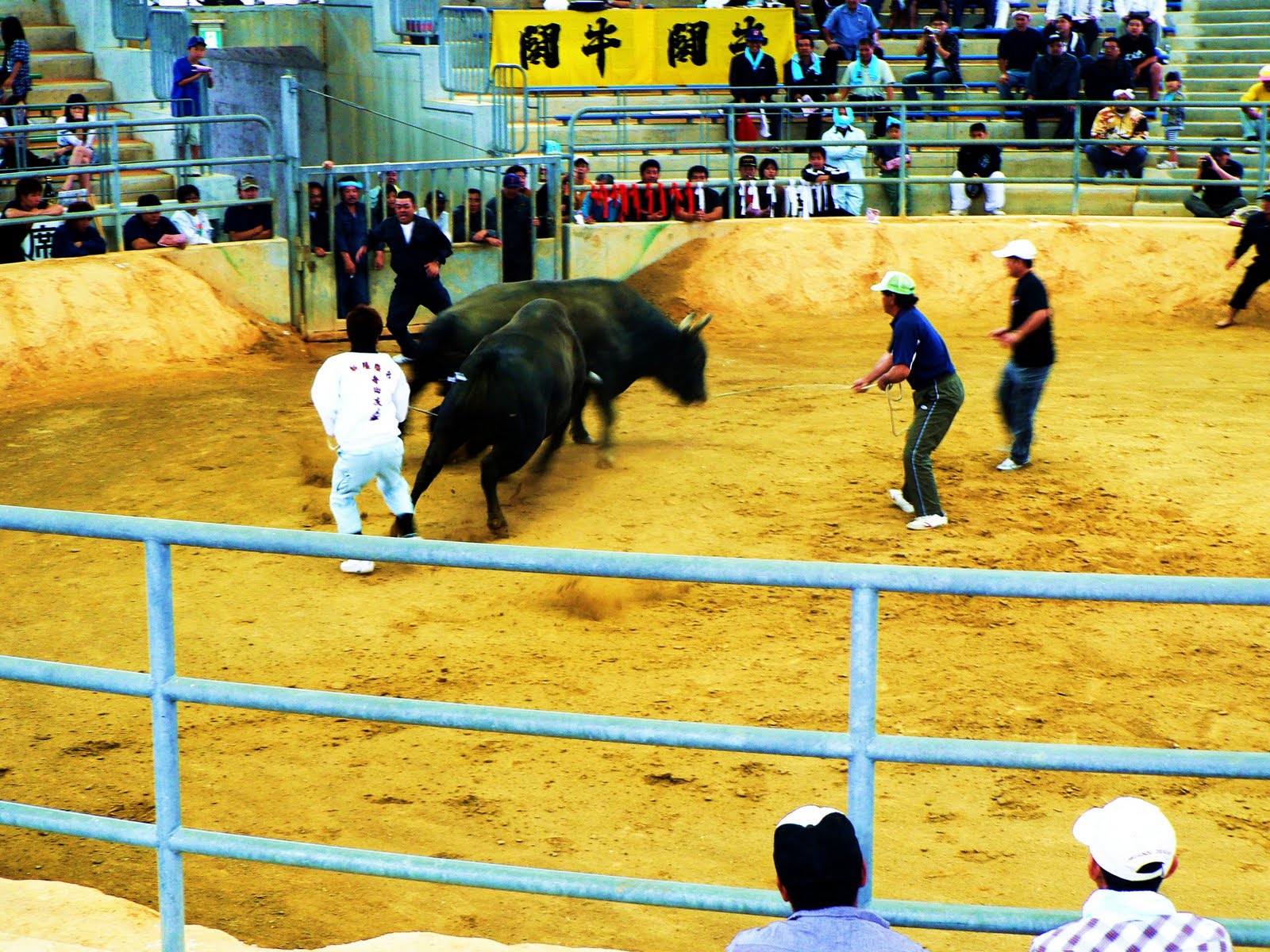 Okinawa 365: Our first Bullfight!