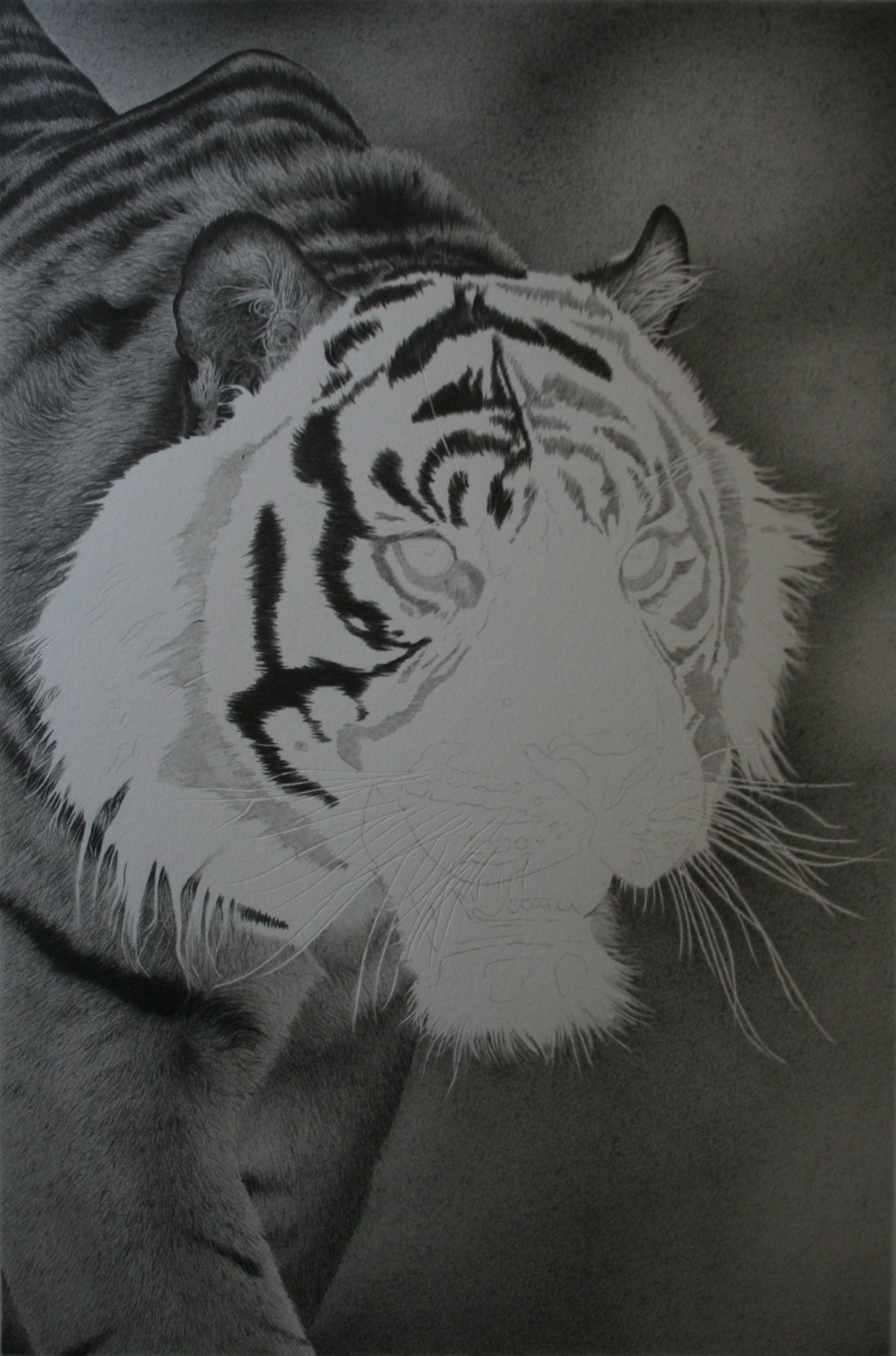 Clive Meredith Wildlife Art: Sumatran Tiger drawing update