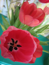 Herlige tulipaner2