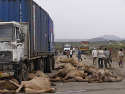 camel+%284%29.jpg