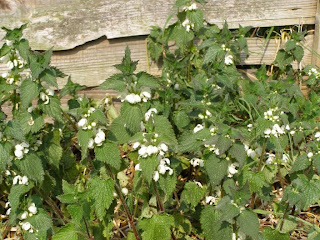 Nettles with white flowers