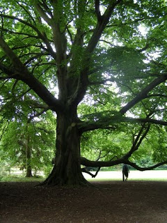 An enormous tree