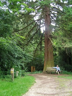A redwood tree