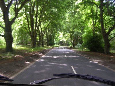 A road through woodland - rather pretty