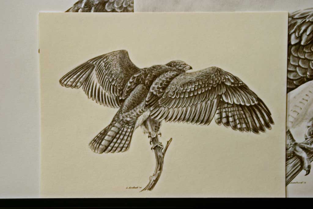 How Do You Draw A Hawk Geoff Sandhurst Artist Calgary Alberta Red Tail Hawk