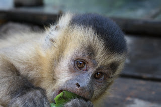 mjc capuchin passport adoption