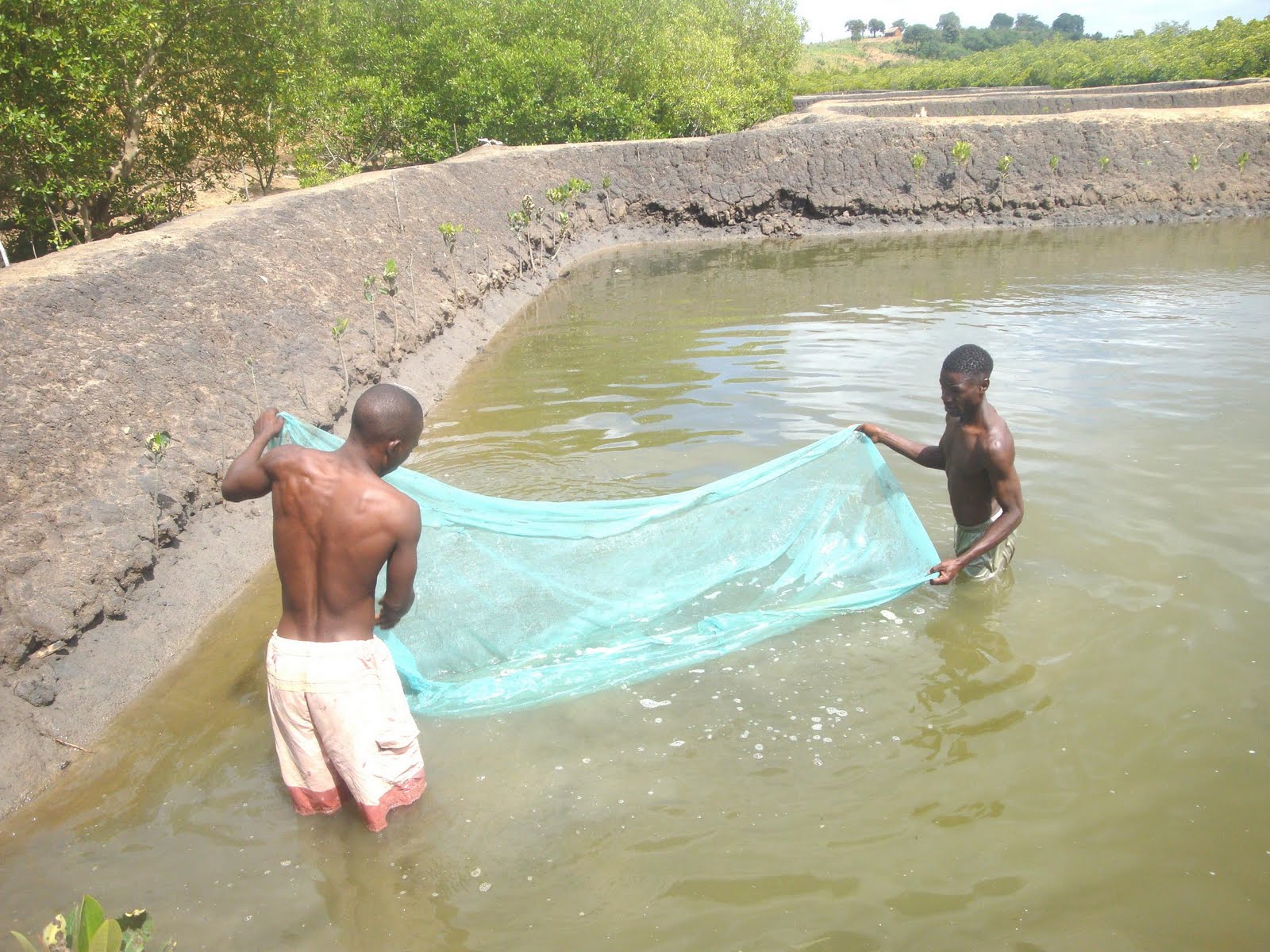 MAJAONI YOUTH DEV.GROUP PROJECT: ACTIVITIES:Fish/Prawn Farming