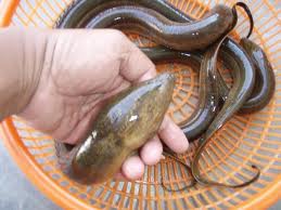 Asian eel insert Asian eel insert