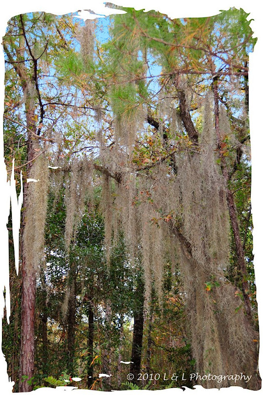 Florida Fotos Spanish moss in a Florida forest