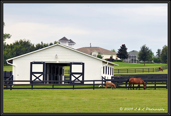Ocala, Central Florida & Beyond: Small horse farm