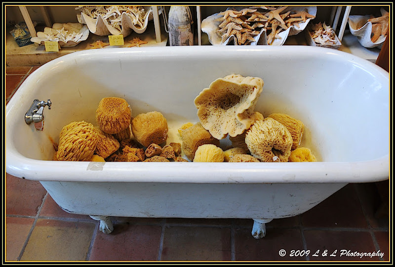 Cedar Key (Florida) Photos Sponges (real) for sale on the Dock