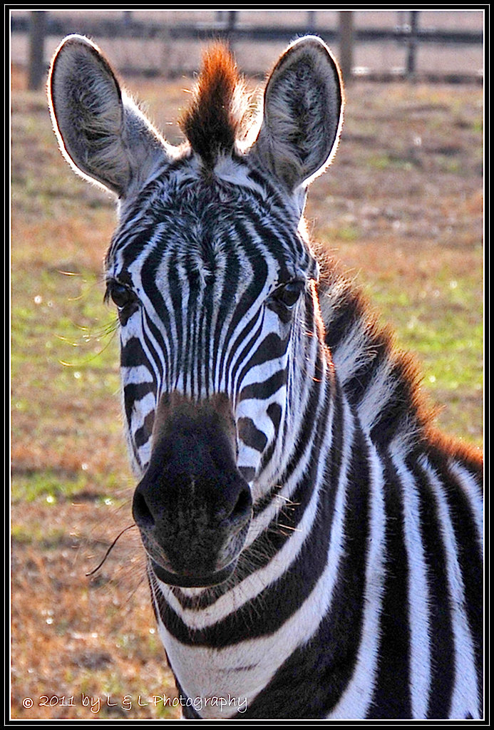Ocala, Central Florida & Beyond Ocala Zebra Capitol of the World?