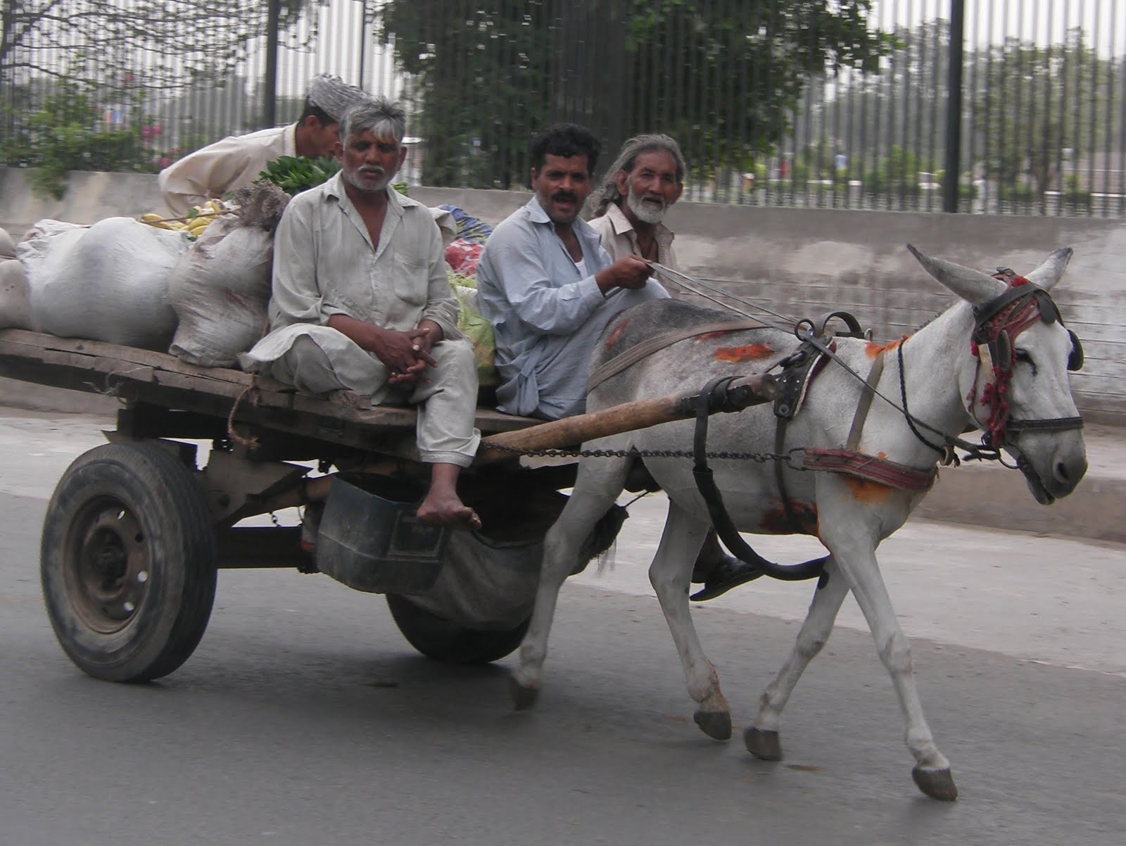 It's My LIFE Donkey Carts