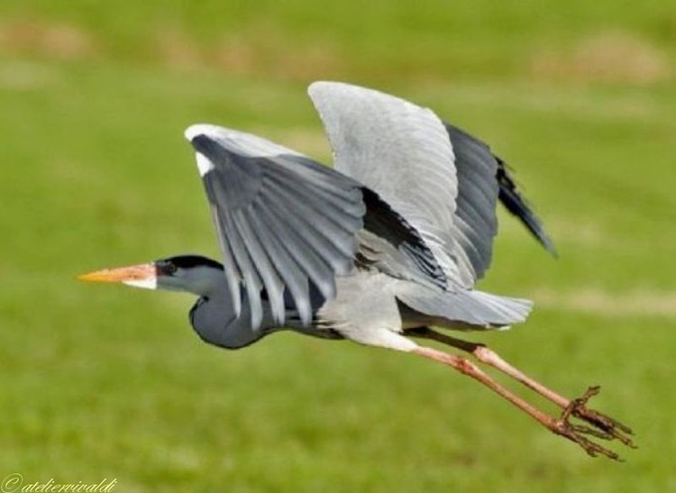reiger.jpg