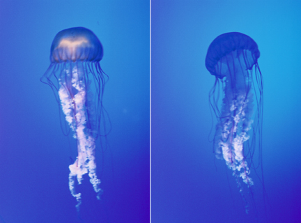 [jellies+copy.jpg]