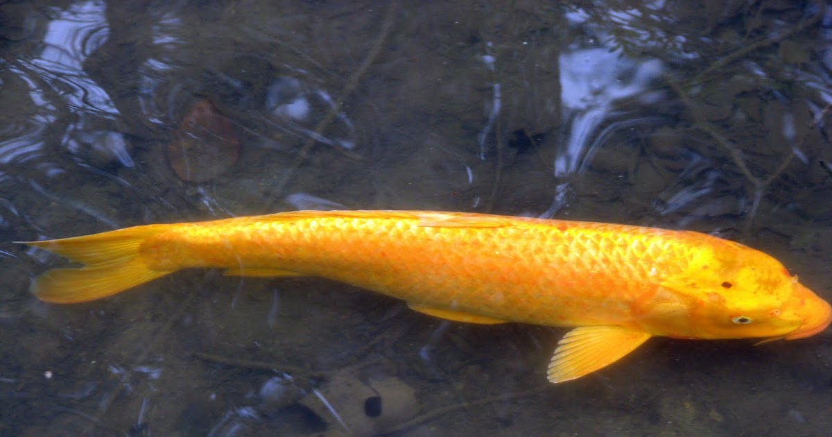 Photos by Senior Hiker: Golden Koi