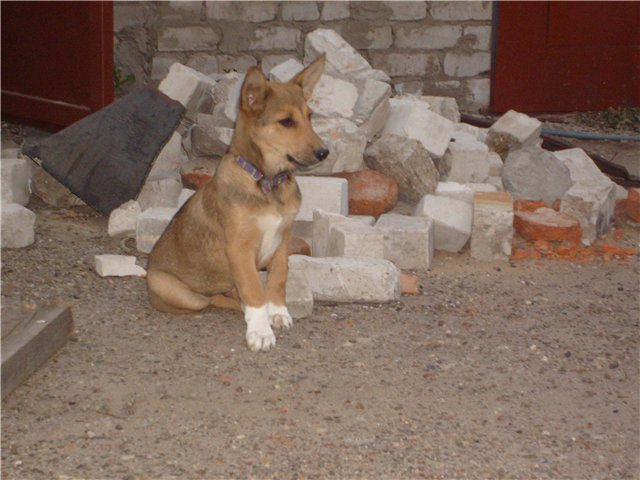 приозерский приют для животных