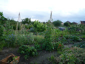 Our Allotment