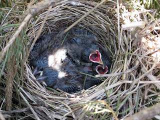 Life Of A Homeschooling Mom Song Sparrow Nest