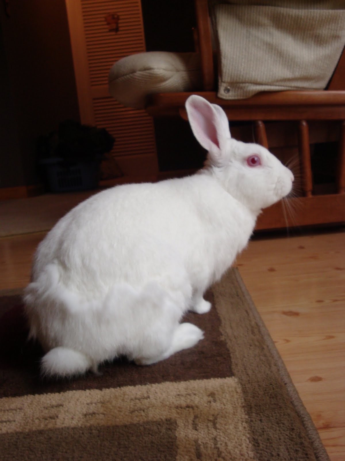 Peace, Love & Bunny Rabbit Dirty Rabbit!