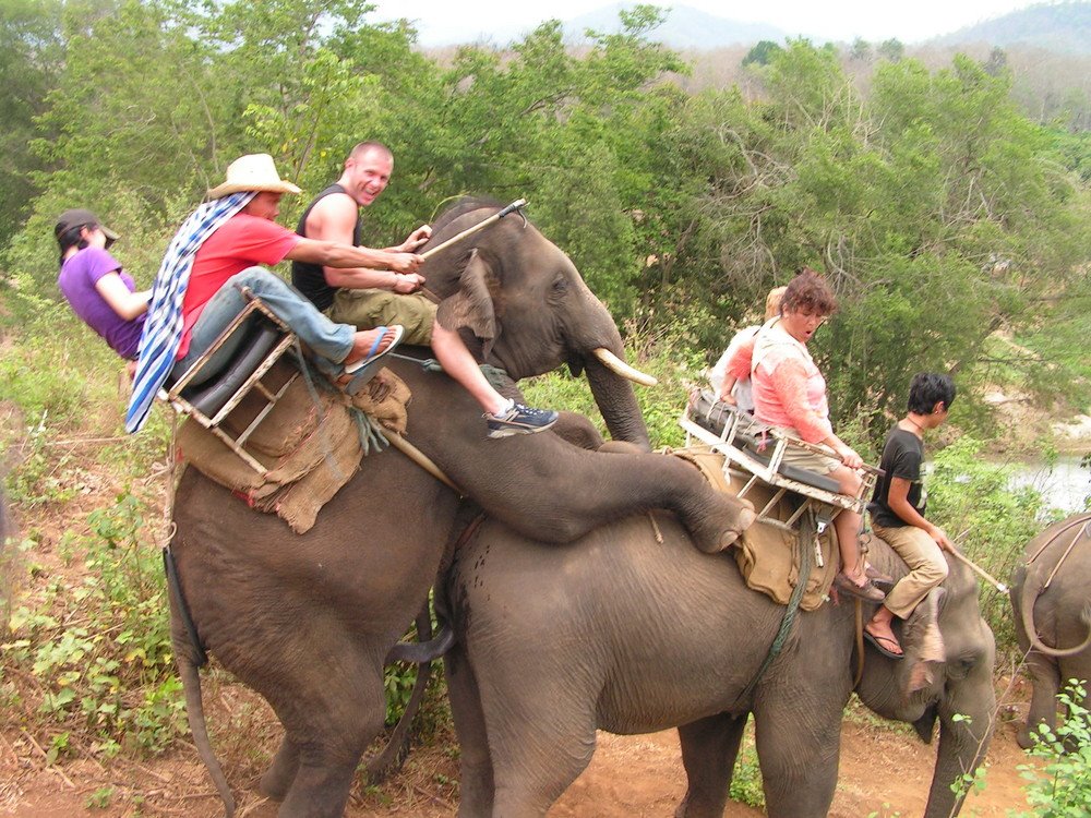 Sex,+elephant+on+elephant.jpg