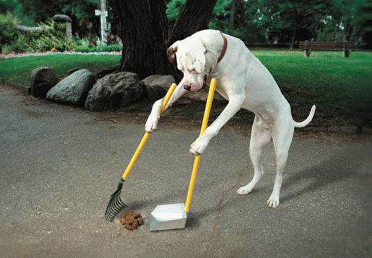 obedience school