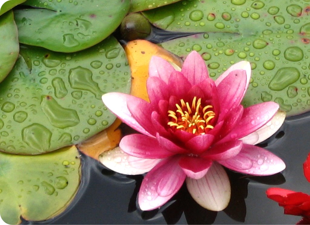 [flor+de+lótus.bmp"><img]