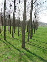 Our Walnut Trees