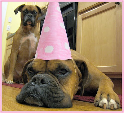 Funny dog birthday cards ~ Funny images and Jokes