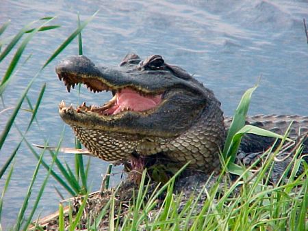 [alligator.jpg]