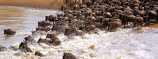 8 Days Aberdares/Samburu/sweet waters/lake Nakuru/Maasai Mara wildlife lodge safari