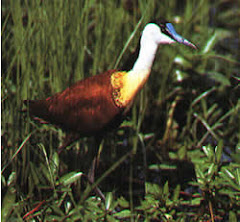 African Jacana