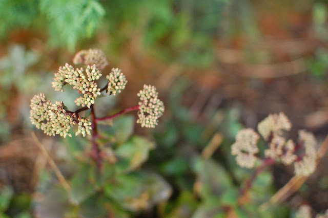 Pennsylvania Perennial Garden with Sedum Matrona Pennsylvania Perennial Garden with Sedum Matrona
