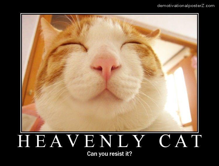 heavenly cat demotivator