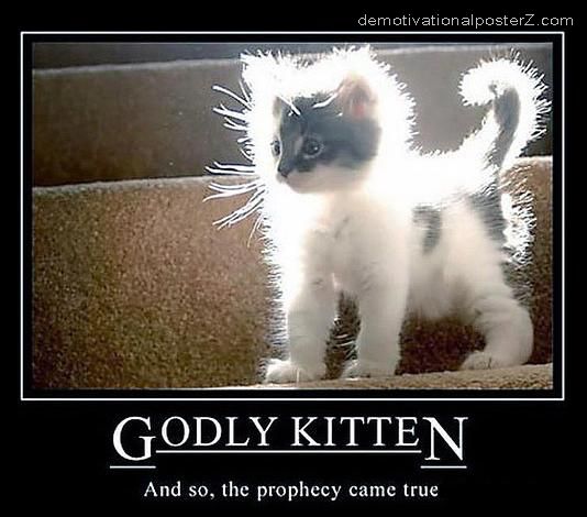 godly+kitten.jpg